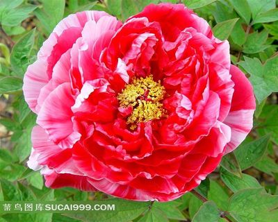 精美红色牡丹花摄影