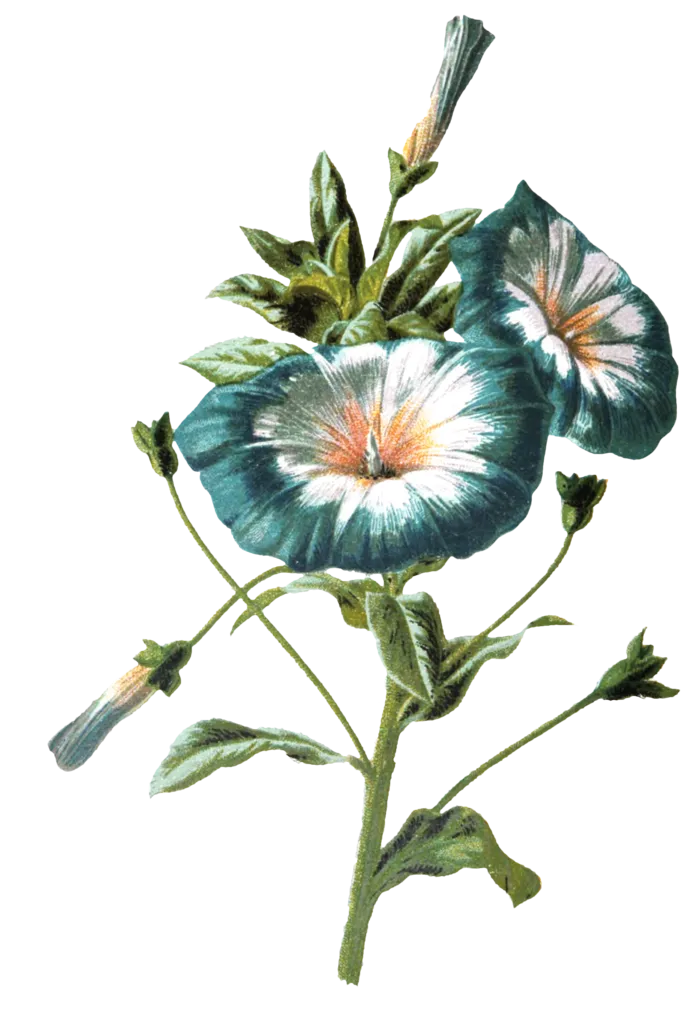 复古手绘植物花卉玫瑰花PNG免扣图案高清图片PS设计素材图