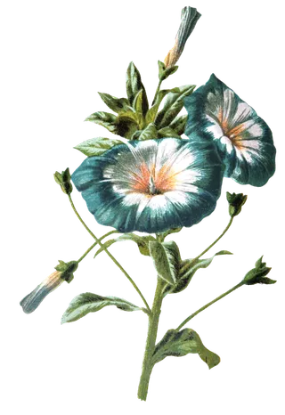 复古手绘植物花卉玫瑰花PNG免扣图案高清图片PS设计素材图