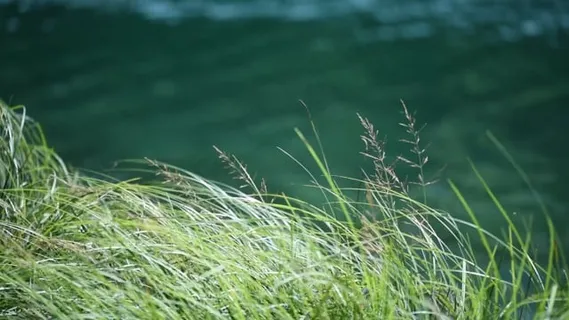 河岸, 水, 水域, 湖, 草, 绿色, 夏天, 自然