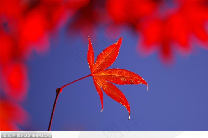 枫叶美景-蓝天下一片美丽枫叶