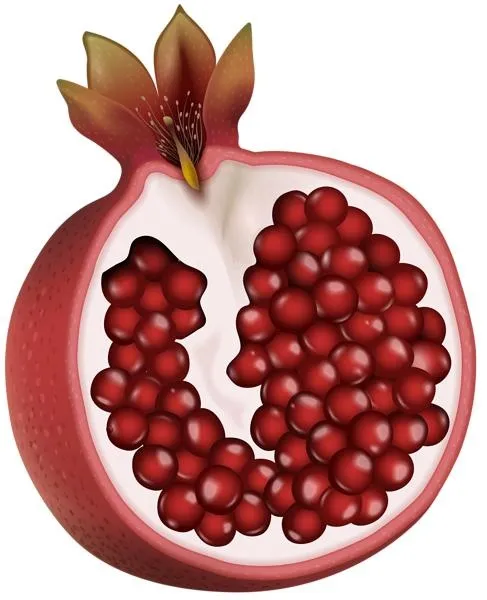 石榴 PNG免抠(487x600)