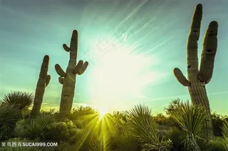 美丽的仙人掌高清图片