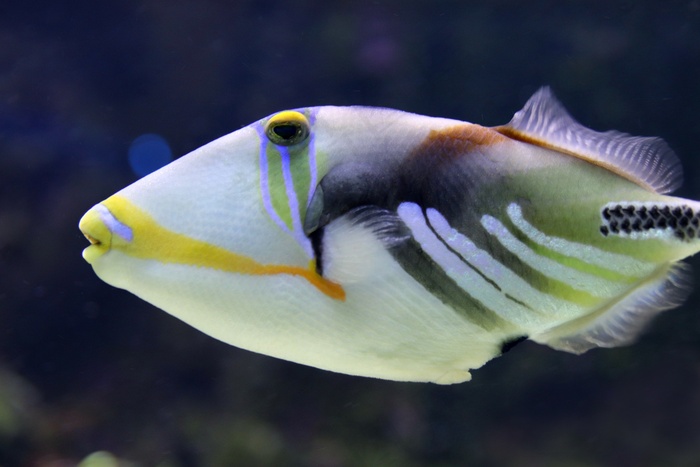 水族馆小鱼观赏图片