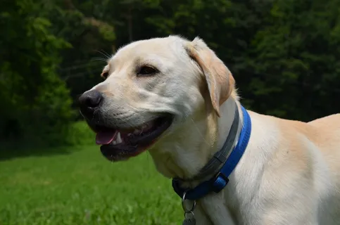 萌犬拉布拉多图片 萌犬拉布拉多图片