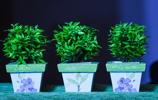 绿色植物盆栽图片