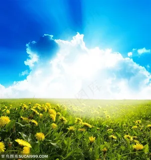 蓝天白云与黄色菊花图片素材 蓝天白云与黄色菊花图片素材