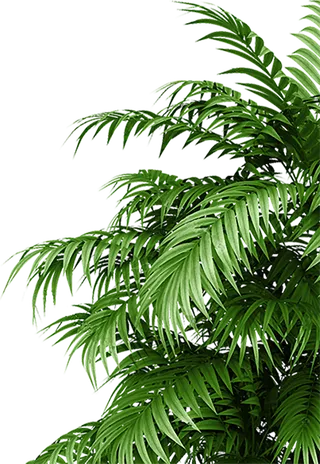 绿叶、装饰、大自然叶子、png免扣树叶