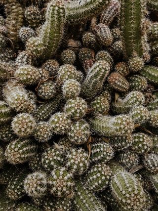 绿色仙人掌仙人球摄影素材