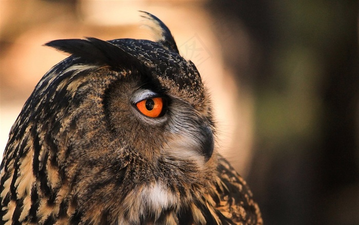 鸟类大全猫头鹰图