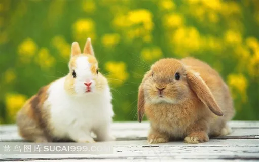 两只小兔子摄影素材兔子图片 两只小兔子摄影素材兔子图片