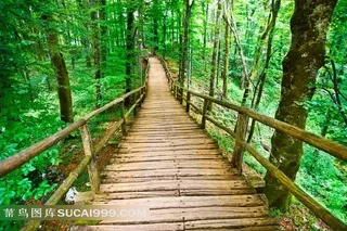 高清森林木桥风景图片