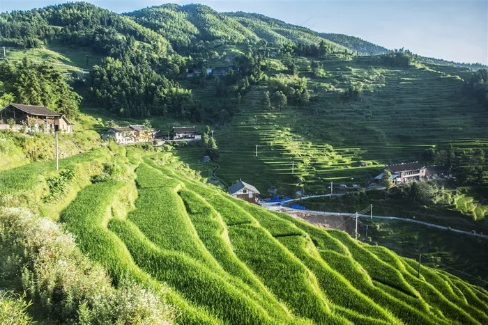 湖南紫鹊界梯田风景摄影图
