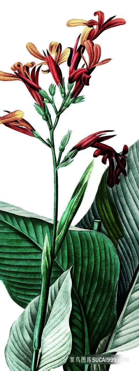 植物花卉高清油画