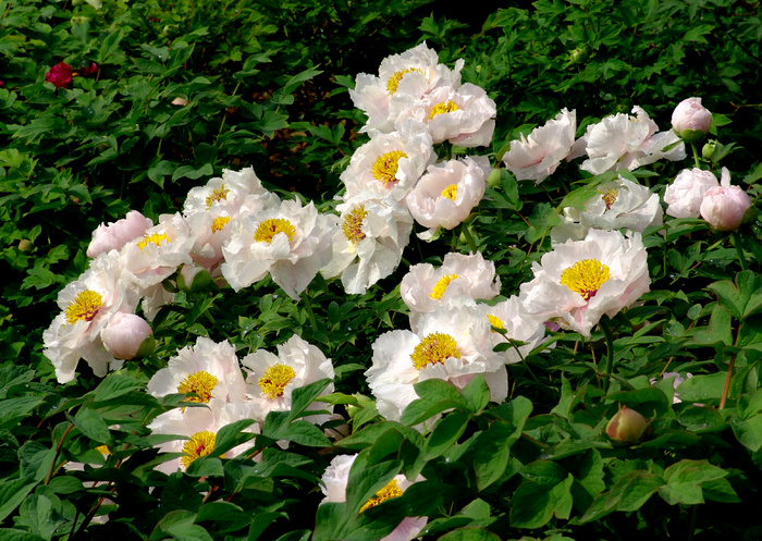 高清牡丹花图片下载