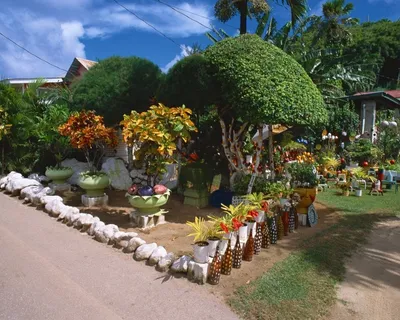 园林内的植物盆景 园林内的植物盆景