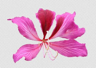 紫荆花免扣素材