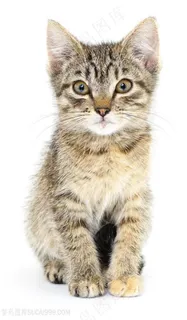 可爱的小猫高清图片