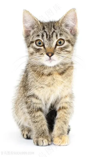 可爱的小猫高清图片