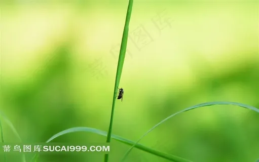 草叶上的蚊子素材