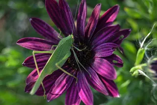 蚂蚱和花朵图片