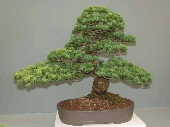 绿色植物盆景图片