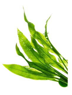 免扣海藻素材装饰