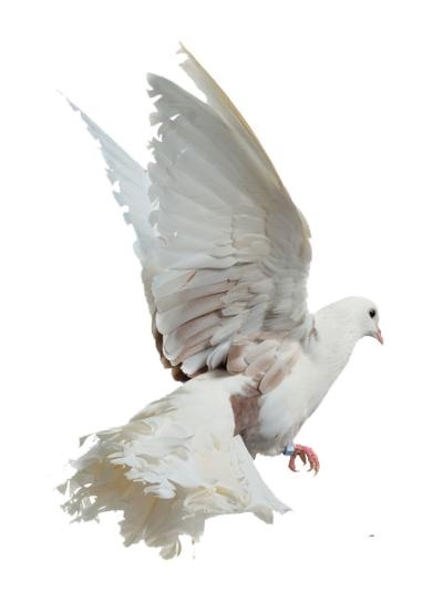 鸟 PNG免抠(400x533)