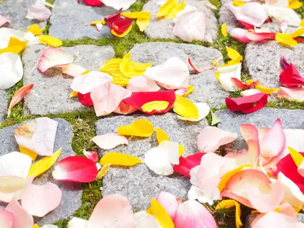 玫瑰花瓣图片素材 玫瑰花瓣图片素材