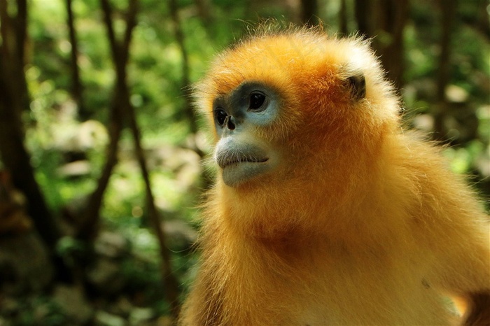 野生动物金丝猴摄影