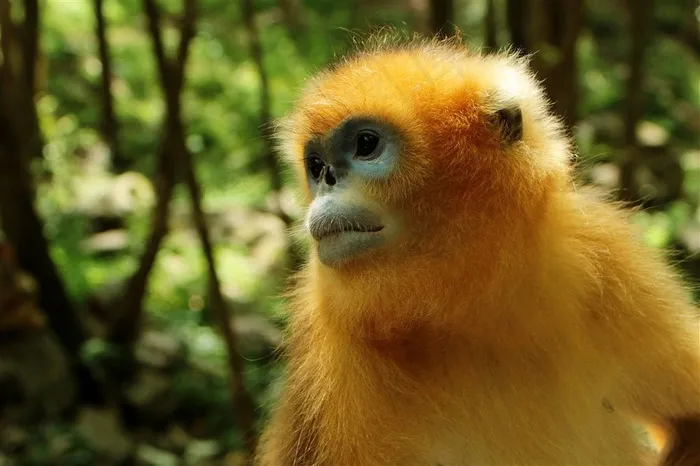 野生动物金丝猴摄影