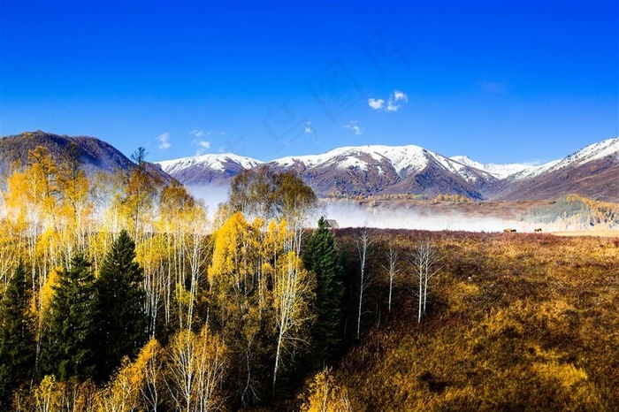 北疆秋季雪山树林美景风景图片