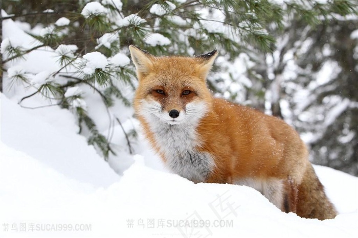 高清雪地里野生狐狸图片动物大全