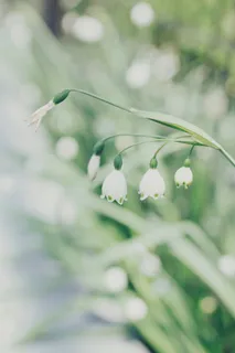 立春春天背景花图片 立春春天背景花图片