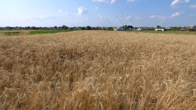 麦田的, 黑麦, 谷物, 玉米, 收获, 播种, 天空