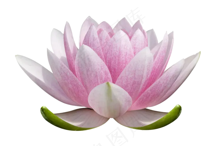 荷花素材 免抠 荷花 复古 中国风 莲花 荷叶 