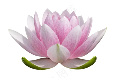 荷花素材 免抠 荷花 复古 中国风 莲花 荷叶 