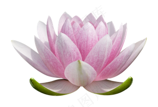 荷花素材 免抠 荷花 复古 中国风 莲花 荷叶 