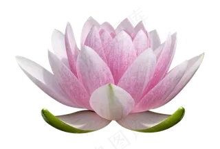 荷花素材 免抠 荷花 复古 中国风 莲花 荷叶 