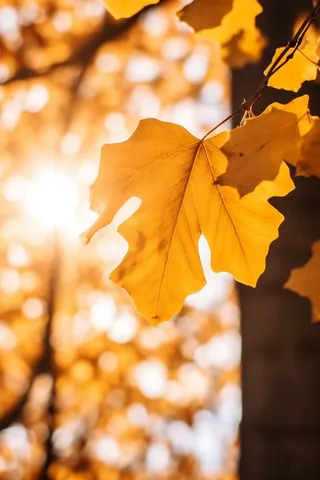 秋天阳光透过黄色的树叶光影摄影图