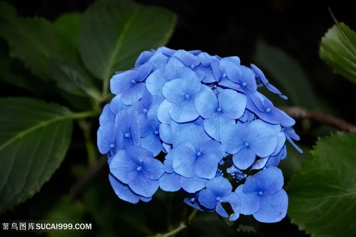 高清蓝色绣球花鲜花图片 高清蓝色绣球花鲜花图片