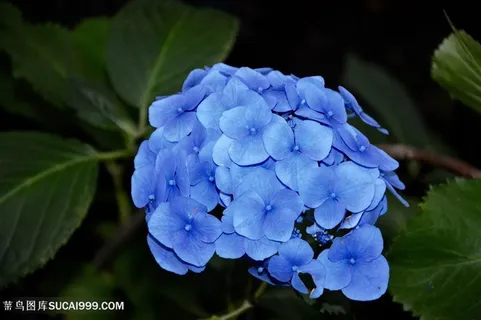 高清蓝色绣球花鲜花图片 高清蓝色绣球花鲜花图片