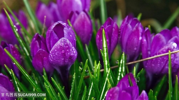 紫色唯美花卉壁纸