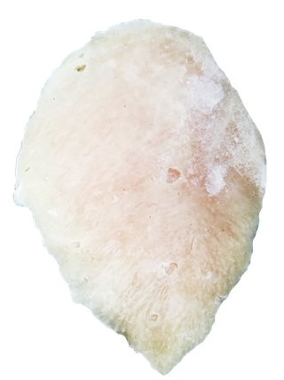 冰冻鸡胸水煎鸡排鲜嫩鸡胸肉鸡腿肉免抠实物实拍摄影元素素材