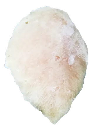 冰冻鸡胸水煎鸡排鲜嫩鸡胸肉鸡腿肉免抠实物实拍摄影元素素材