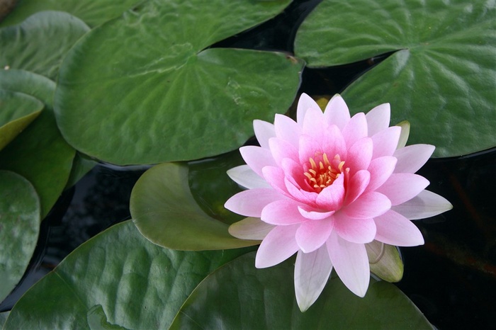 水面上的莲花特写图片