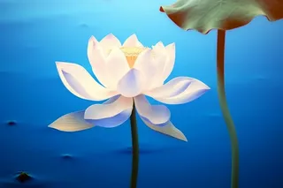 蓝色简约大气荷花意境背景