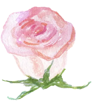 鲜花玫瑰免扣素材