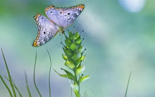 昆虫系列彩色的蝴蝶大图 昆虫系列彩色的蝴蝶大图