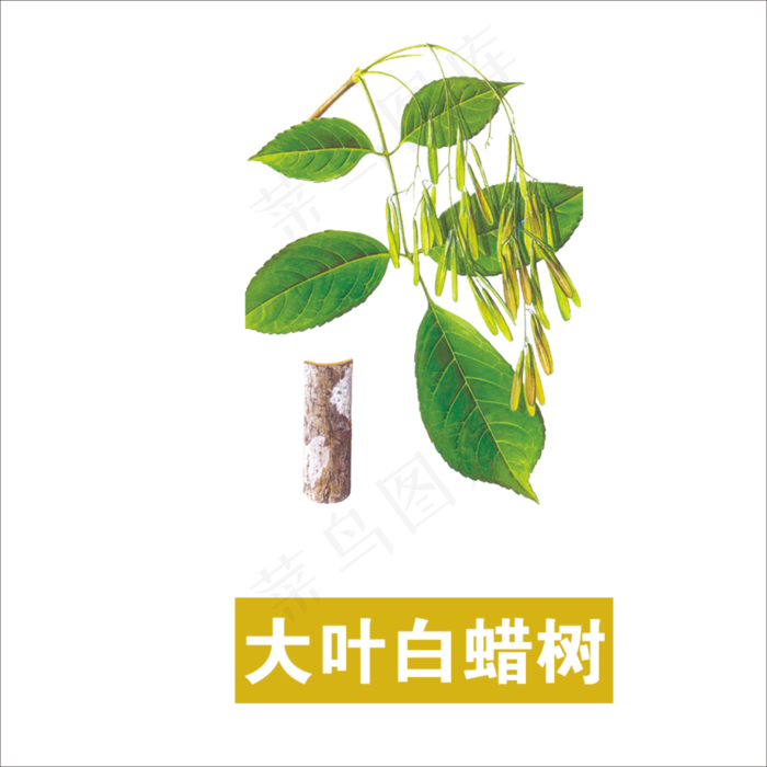 手绘草本中药药材大叶白蜡树